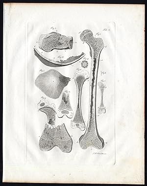 Antique Print-HUMAN ANATOMY-OSTEOLOGY-FEMUR-HEEL BONE-Richter-Schroter-1834