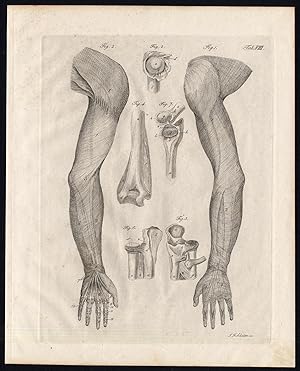 Antique Print-ANATOMY-SYNDESMOLOGY-ARTHROLOGY-LIMBS-ARM-Richter-Schroter-1834