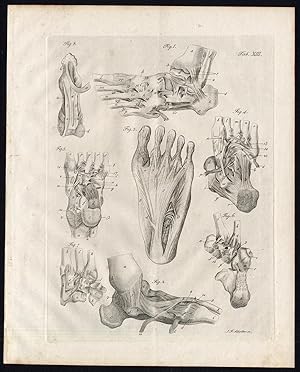 Antique Print-SYNDESMOLOGY-ARTHROLOGY-FOOT JOINT-LIGAMENT-Richter-Schroter-1834