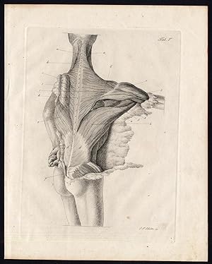 Antique Print-HUMAN ANATOMY-MYOLOGY-MUSCLES-BACK-NECK-Richter-Schroter-1834