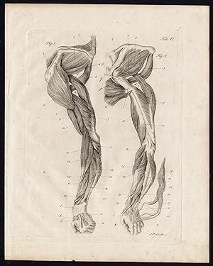 Antique Print-ANATOMY-MYOLOGY-MUSCLES-ARM-SHOULDER-REAR-Richter-Schroter-1834
