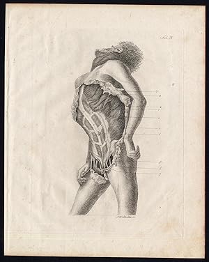 Antique Print-ANATOMY-MYOLOGY-MUSCLES-STOMACH-ABDOMEN-Richter-Schroter-1834