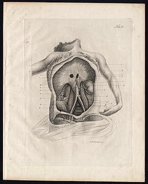 Antique Print-HUMAN ANATOMY-MYOLOGY-MUSCLES-CHEST-ABDOMEN-Richter-Schroter-1834