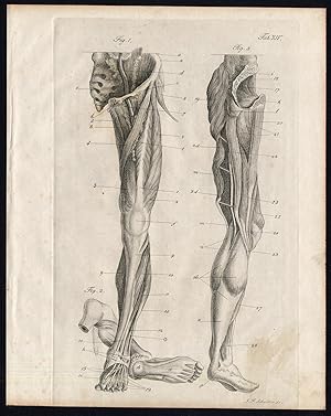Antique Print-HUMAN ANATOMY-MYOLOGY-MUSCLES-LEGS-FOOT-Richter-Schroter-1834