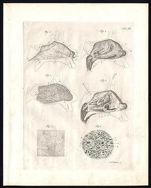 Antique Print-SPLANCHNOLOGY-VISCERA-NOSE-NASAL CAVITY-Richter-Schroter-1834