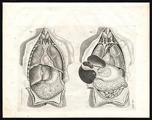 Antique Print-ANATOMY-SPLANCHNOLOGY-VISCERA-ORGANS-CHEST-Richter-Schroter-1834