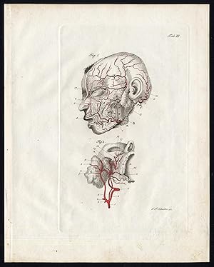 Antique Print-HUMAN ANATOMY-ANGIOLOGY-ARTERY-HEAD-Richter-Schroter-1834