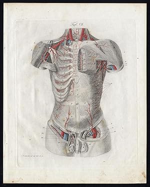 Antique Print-HUMAN ANATOMY-ANGIOLOGY-ARTERY-TORSO-PENIS-Richter-Schroter-1834