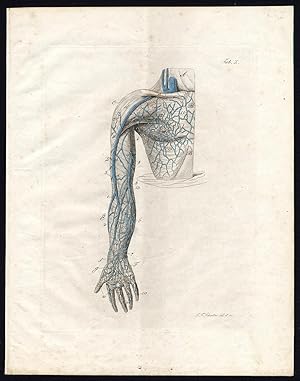 Antique Print-ANGIOLOGY-ARTERY-CHEST-ARM-SHOULDER-BREAST-I-Richter-Schroter-1834
