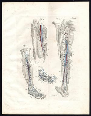 Antique Print-ANATOMY-ANGIOLOGY-ARTERY-LOWER LIMBS-LEG-Richter-Schroter-1834