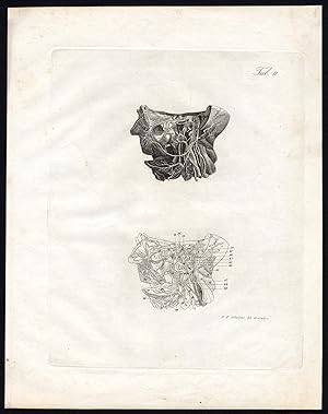 Antique Print-NEUROLOGY-NERVE-FACE-NERVUS TRIGEMINUS-Richter-Schroter-1834