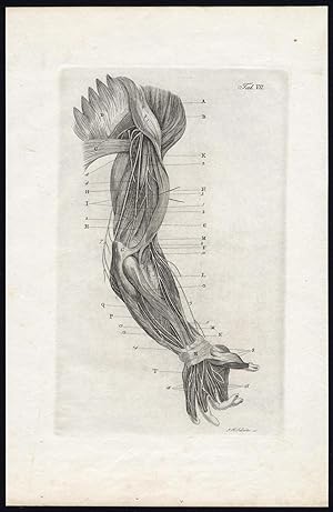 Antique Print-HUMAN ANATOMY-NEUROLOGY-NERVE-ARM-Richter-Schroter-1834