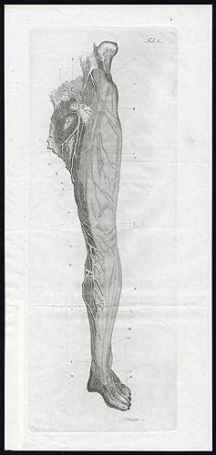 Antique Print-HUMAN ANATOMY-NEUROLOGY-NERVE-LEG-FOOT-THIGH-Richter-Schroter-1834