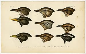 Antique Print-SONG BIRDS-THRUSH-Pl. 10-Schlegel-1878