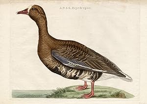 Antique Bird Print-WHITE FRONTED GOOSE-Sepp-1770