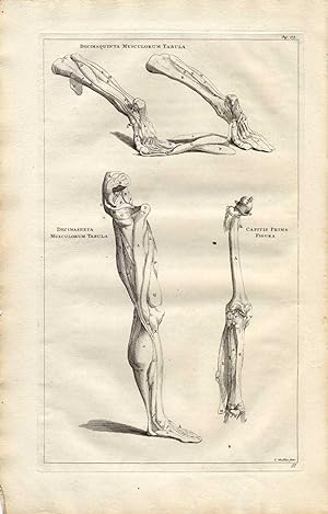 Antique Medical Print-MUSCLES-LEG-KNEE-Vesalius-1725