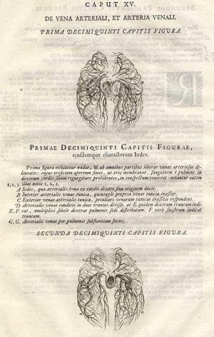 Antique Medical Print-ARTERIES VENALI-Vesalius-1725