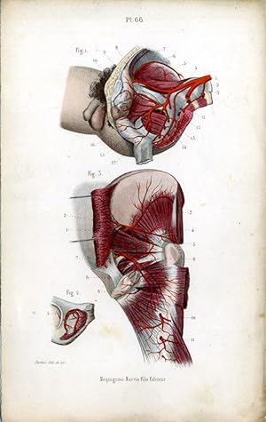 Antique Print-MEDICAL-ARTERIES-GROIN-BLOOD-Masse-1843