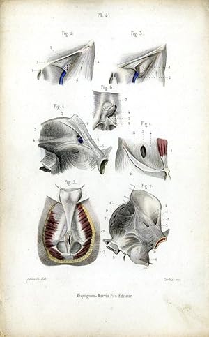 Antique Print-MEDICAL-GROIN-BASIN-MUSCLES-Masse-1843