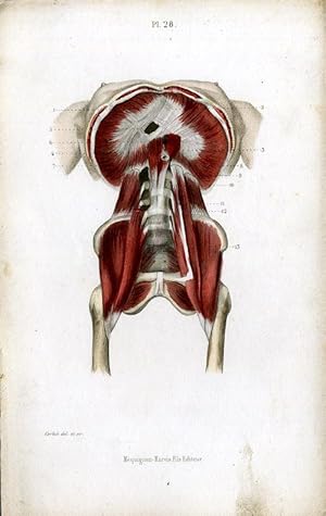 Antique Print-MEDICAL-DIAPHRAGM-LUMBARMUSCLE-Masse-1843