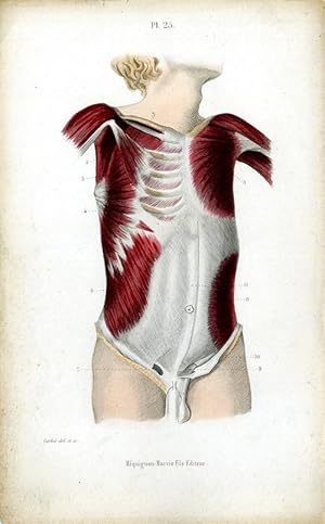 Antique Print-MEDICAL-CHEST MUSCLES-ABDOMEN-Masse-1843