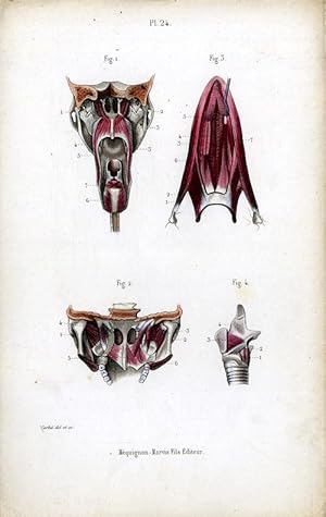 Antique Print-MEDICAL-MUSCLES OF THE LARYNX-Masse-1843