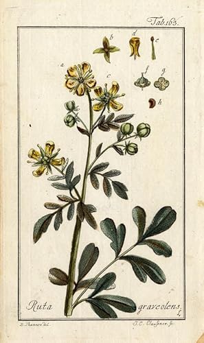 Antique Botanical Print-RUE-RUTA GRAVEOLENS-Zorn-1780