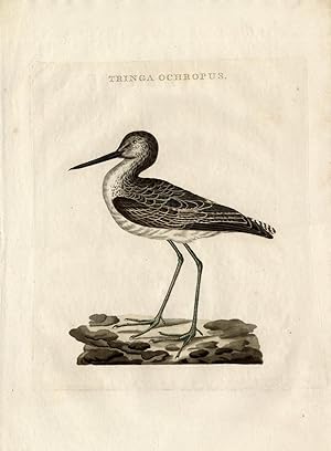 Antique Bird Print-GREEN SANDPIPER-Sepp-Nozeman-1770