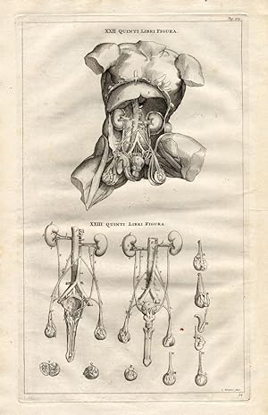 2 Antique Medical Prints-KIDNEYS-GENITAL-Vesalius-1725