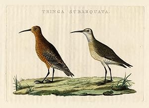 Antique Bird Print-CURLEW SANDPIPER-Sepp-Nozeman-1770