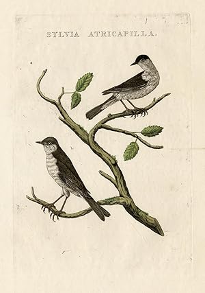 Antique Bird Print-BLACKCAP-SYLVIA-Sepp-Nozeman-1770