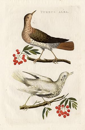 Antique Bird Print-SONG THRUSH-WHITE-Nozeman-1770