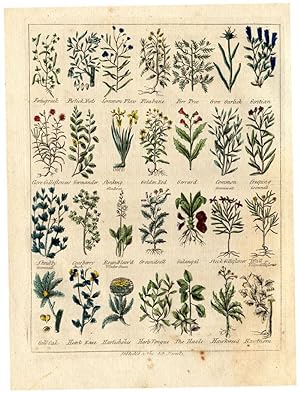 Antique Herbal Print-GALANGAL-FENUGREEK-Culpeper-1790