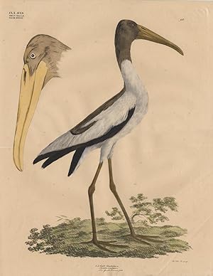 Antique Bird Print-WOOD IBIS-TANTALUS-Goldfuss-1824