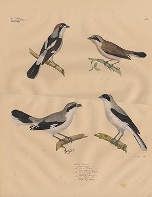 Antique Print-SHRIKE-GREY SHRIKE-SHRIKES-Goldfuss-1824