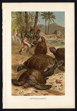 Antique Print-GREEN-SEA TURTLE-HUNT-AFRICA-Brehm-1892