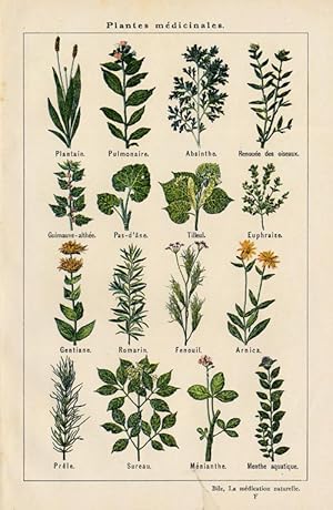 Antique Botanical Print-GENTIAN-ARNICA-MENTHE-Bilz-1892