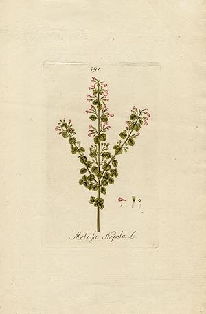 Seller image for Rare Antique Print-CATNIP-CALAMINTHA NEPETA-Happe-1788 for sale by ThePrintsCollector