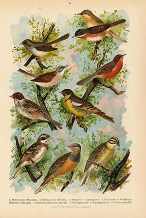 Antique Print-SPECTACLED WARBLER-Germany-1890