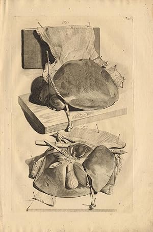 Antique Medical Print-LIVER-BLOOD-Cowper-Bidloo-1739