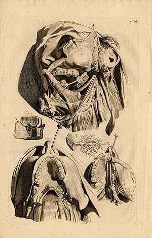 5 Antique Medical Print-MUSCLES-FACE-Cowper-Bidloo-1739