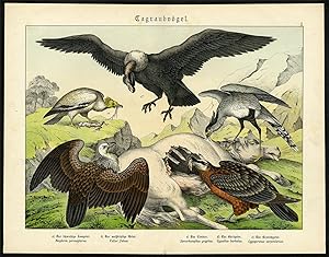 Antique Bird Print-ANDEAN CONDOR-VULTURE-Schubert-1878