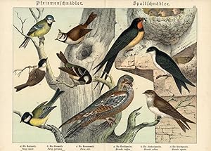 Antique Bird Print-BARN SWALLOW-BLUE TIT-Schubert-1878