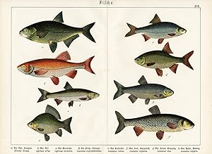 Antique Prints-FISH-BREAM-EUROPEAN CHUB-DACE-Schubert-1878