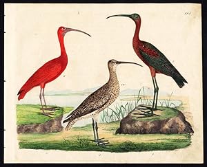 Rare Antique Bird Print-SCARLET IBIS-GLOSSY IBIS-CURLEW-Strack-1819
