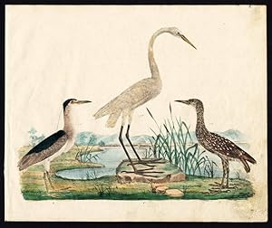 Rare Antique Bird Print-GREAT EGRET-BLACK CROWNED NIGHT HERON-Strack-1819