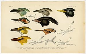 Antique Print-BIRDS-KINGFISHER-STARLING-ORIOLE-PL. 14-Schlegel-1878