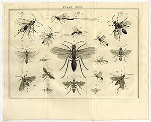 Antique Print-XCVI-HORNTAIL-WASPS-ICHNEUMONIDAE-Houttuyn-Linnaeus-Philips-1767