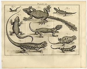 Antique Print-LI-SALAMANDER-GECKO-Houttuyn-Linnaeus-Philips-1767