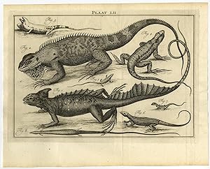 Antique Print-LII-LIZARD-HAGEDIS-Houttuyn-Linnaeus-Philips-1767
